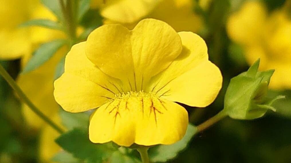 Mecardonia procumbens 6