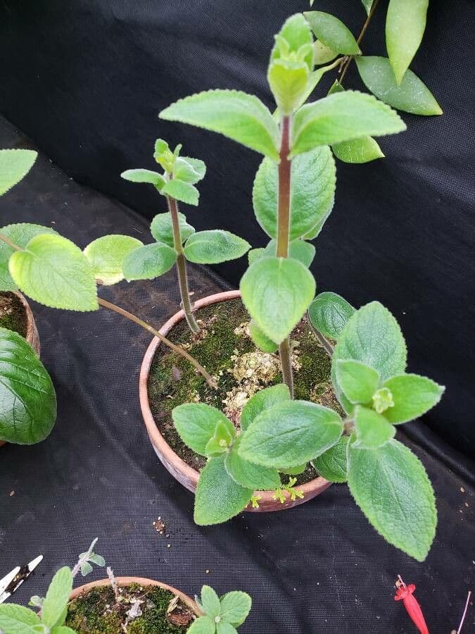 Sinningia incarnata 3