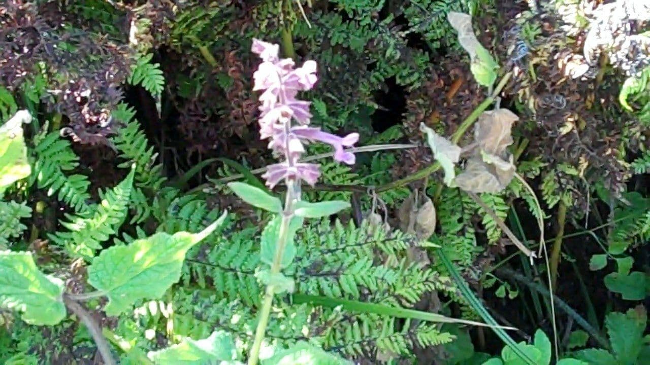 Stachys chamissonis 8