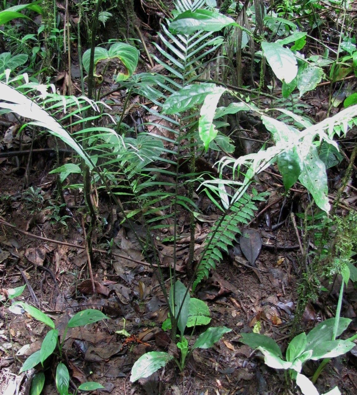 Chamaedorea
