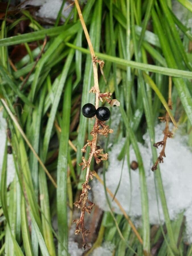 Liriope spicata