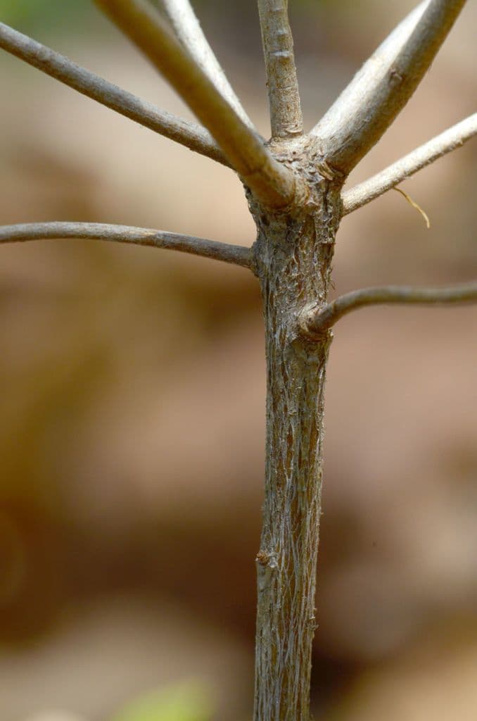Azalea precoce 19