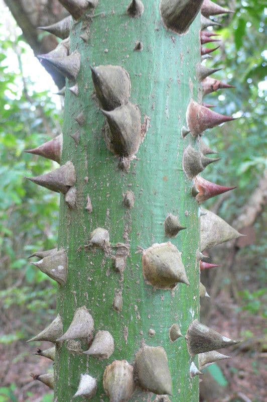 Ceiba 22