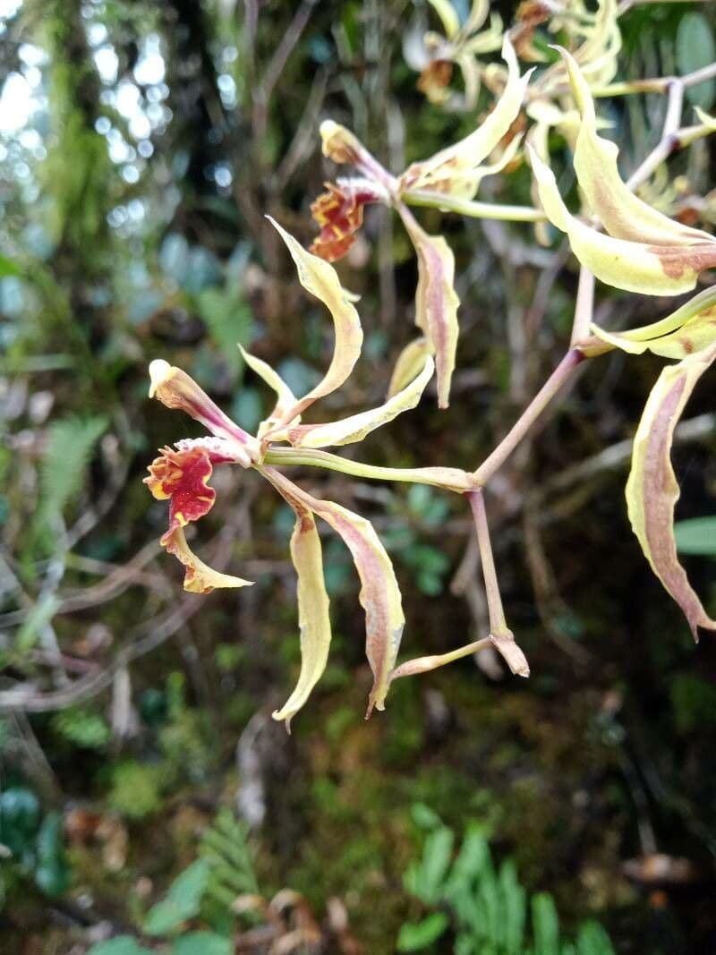 Cyrtochilum 2