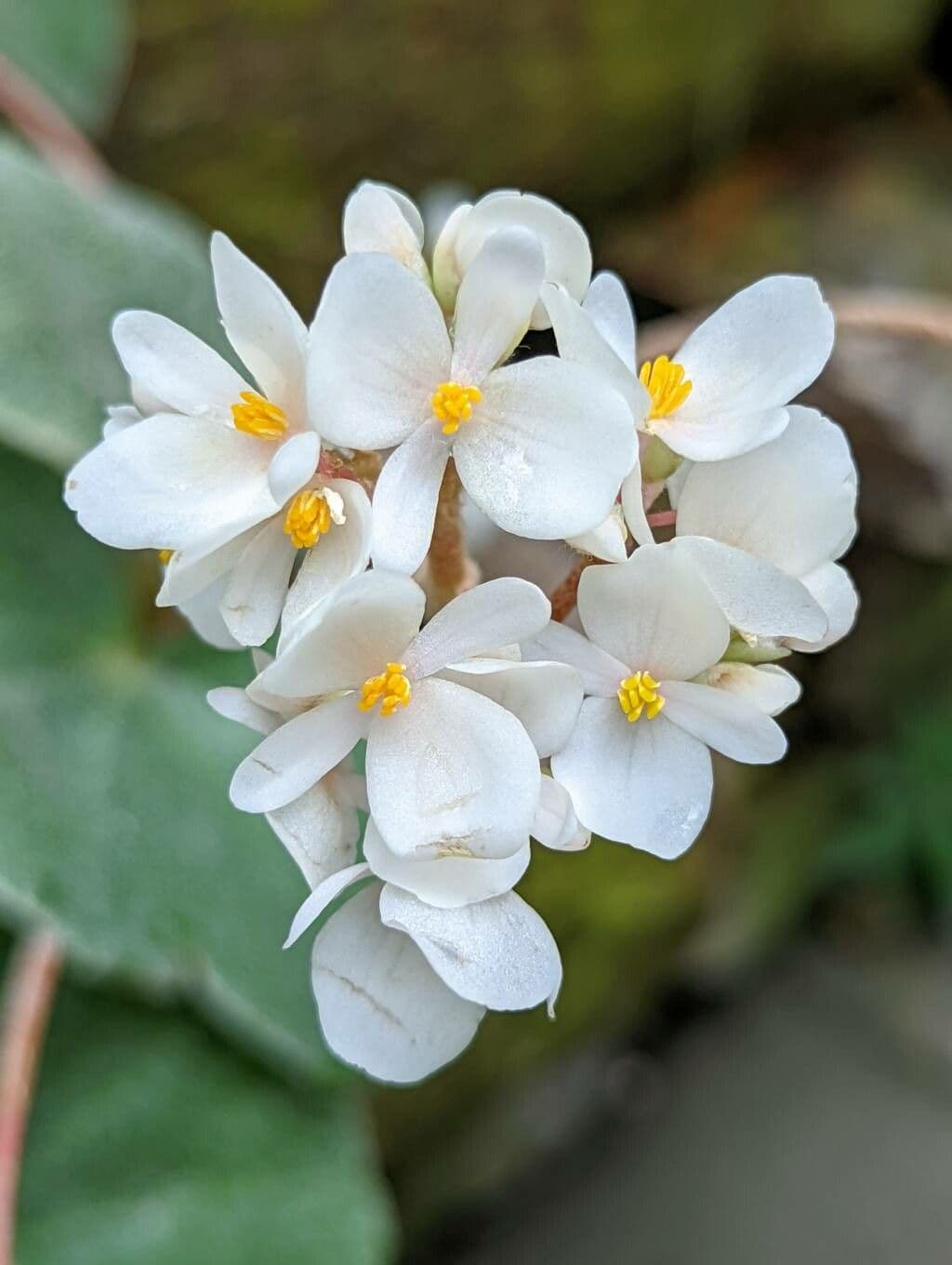 Begonia 5