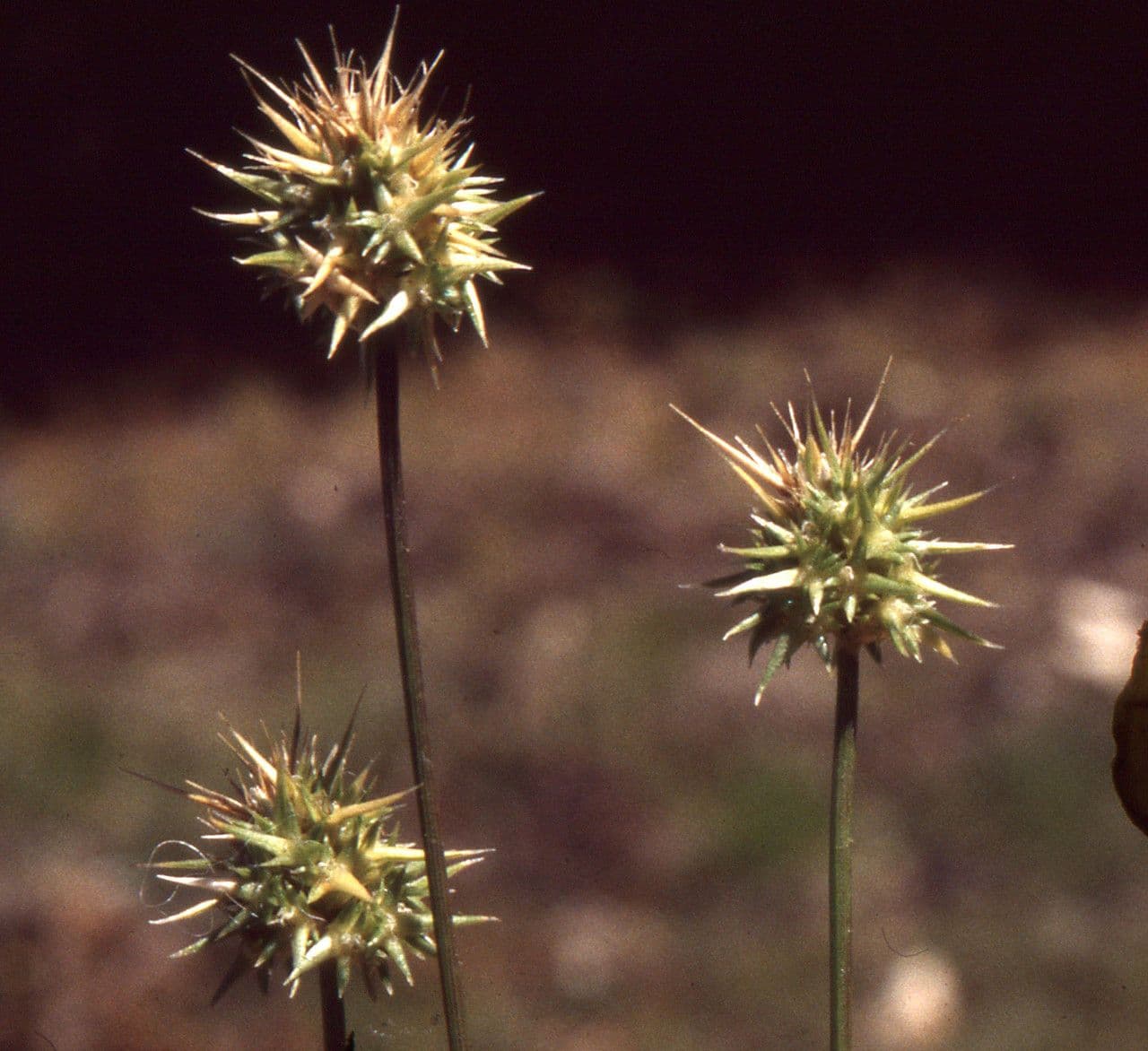 Echinaria capitata 8