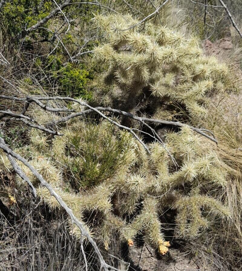 Ummantelte Cholla 9