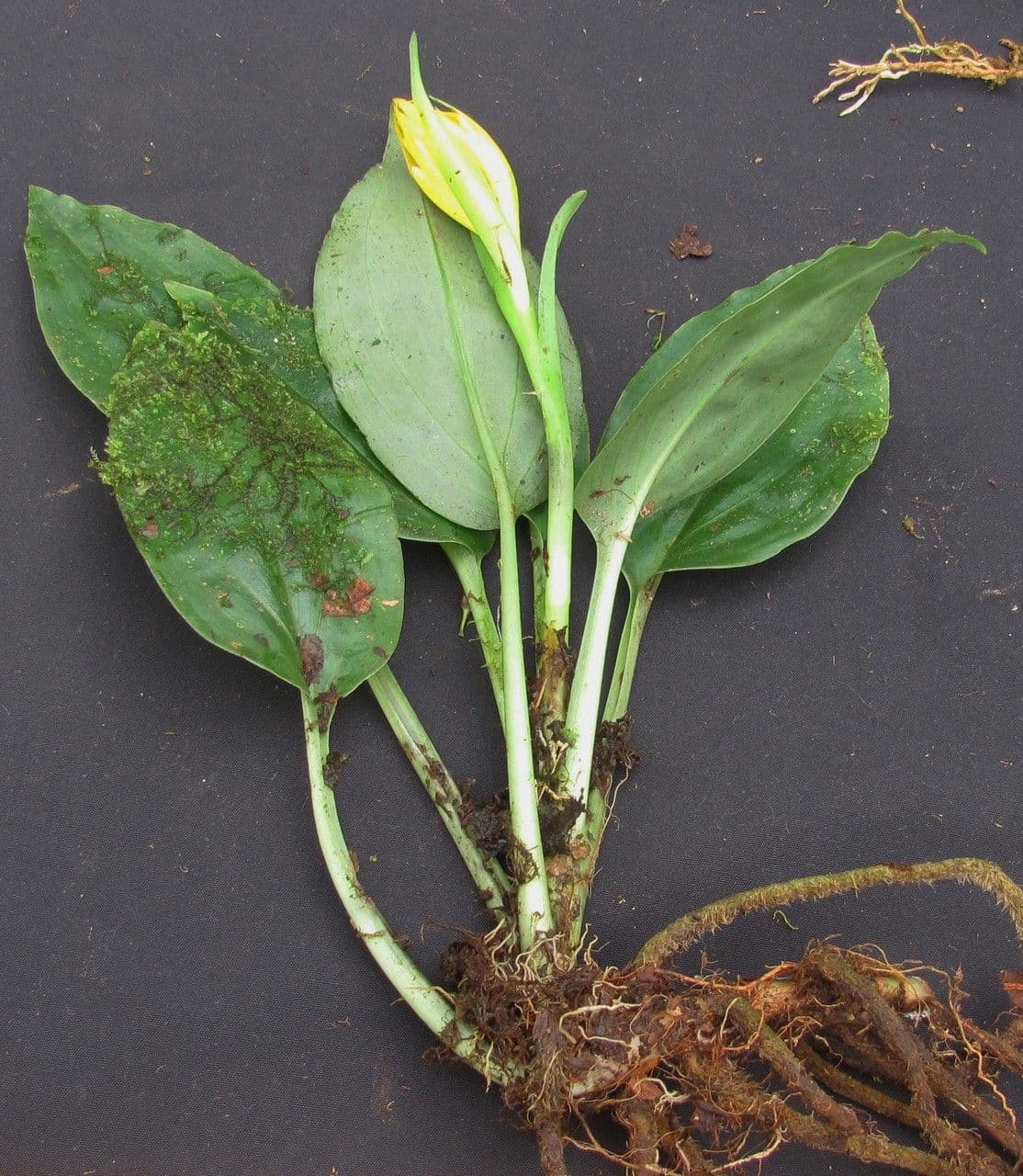 Coccineorchis 4