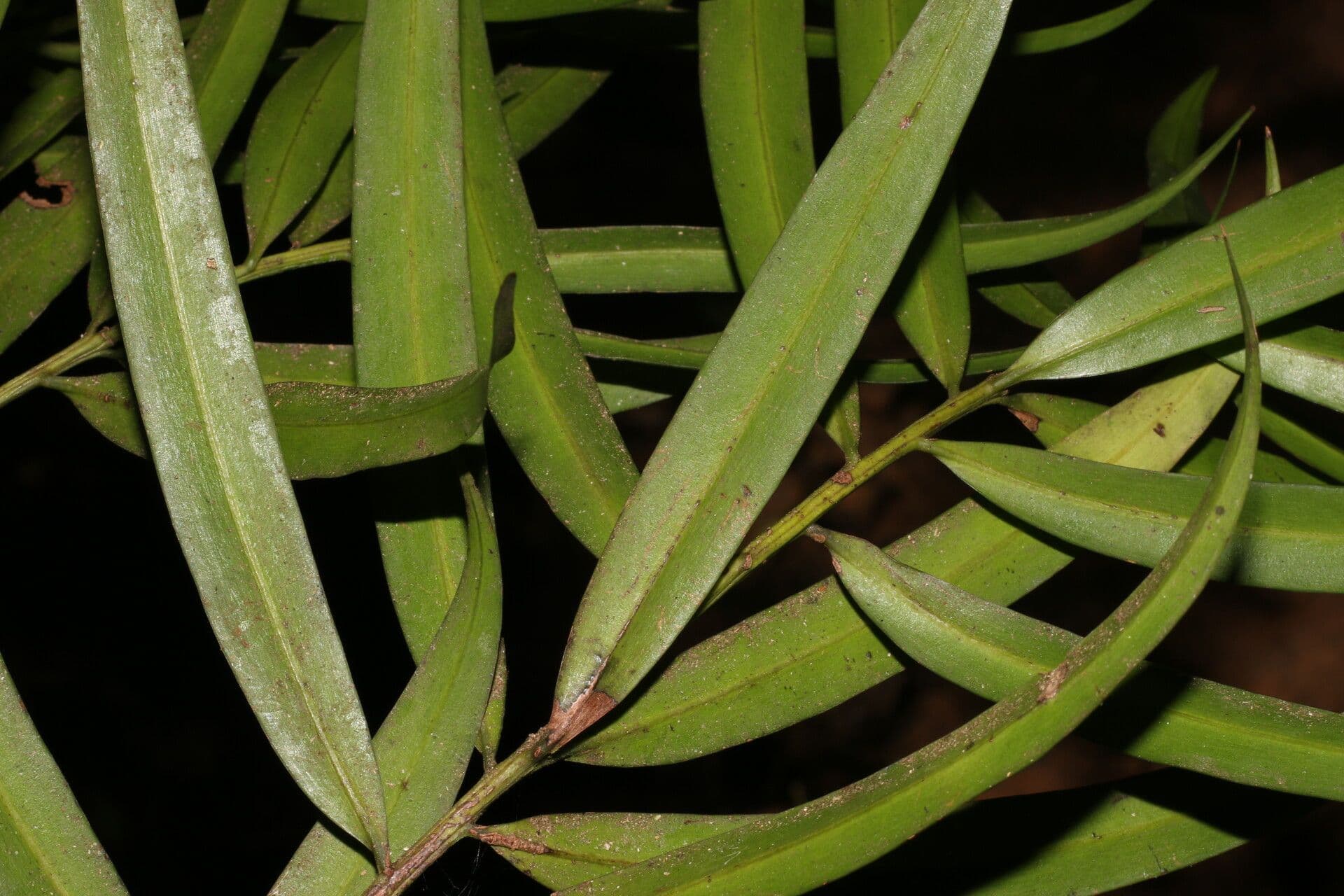 Podocarpo del Guatemala