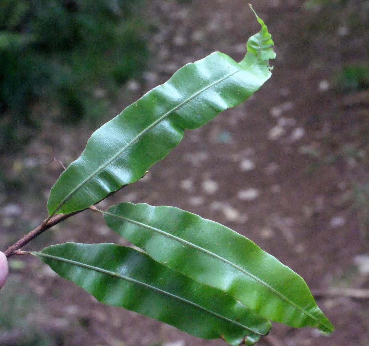 Oleandra distenta 3