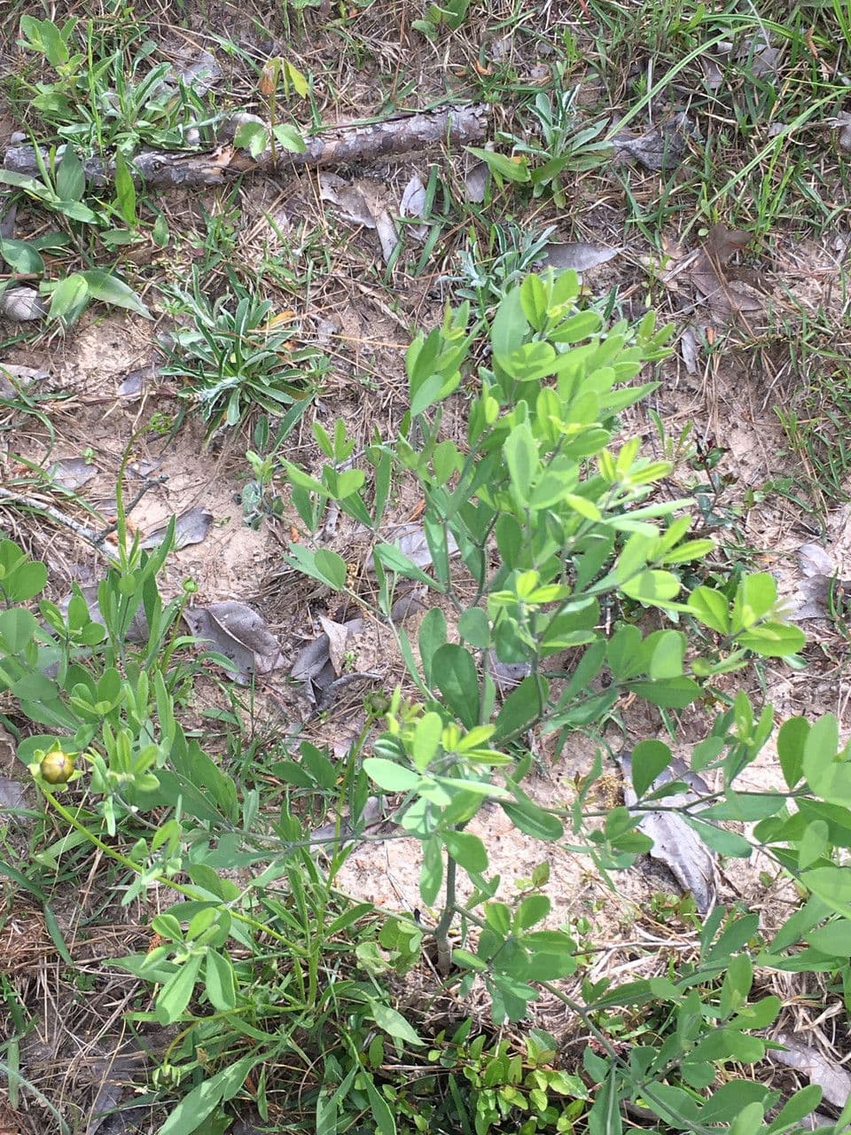 Baptisia bracteata 11