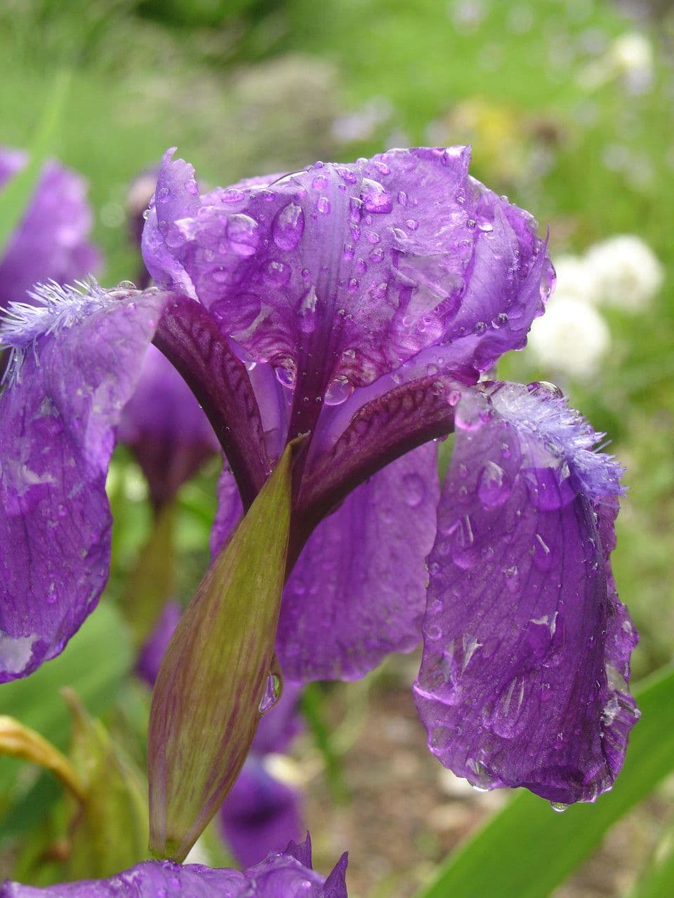 Iris 5