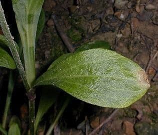 Silene virginica 12