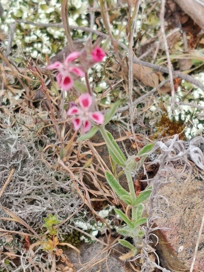 Silene gallica 11