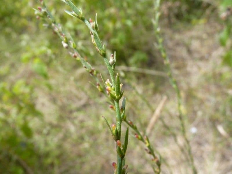 Passerina 26