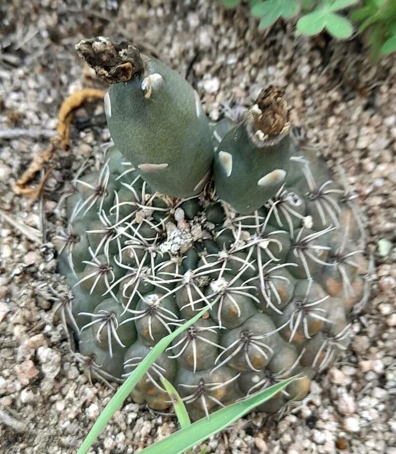 Gymnocalycium 5