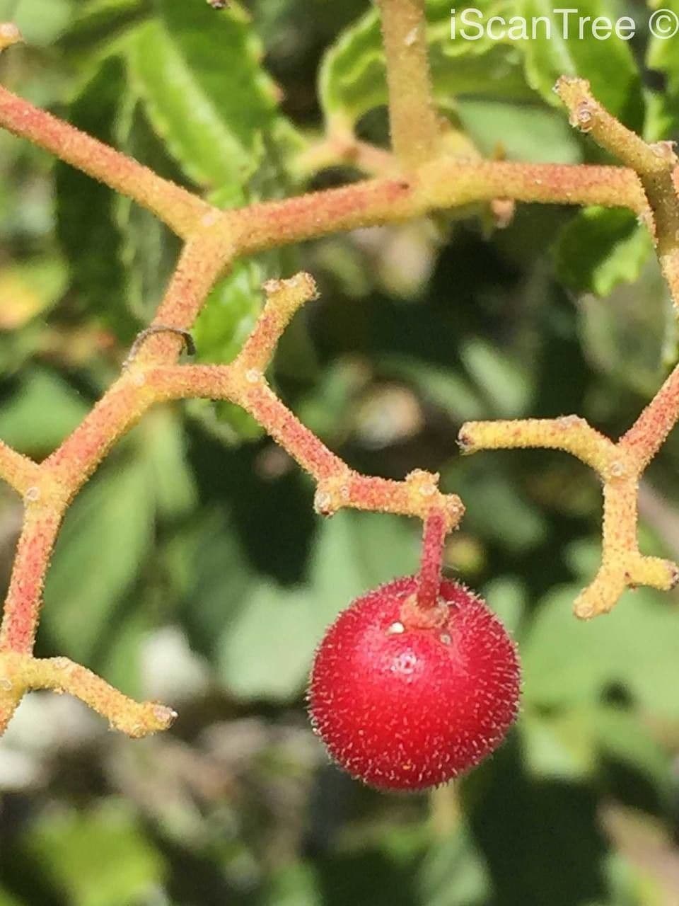 Cyphostemma 2