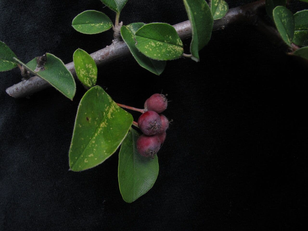 Cotoneaster 5