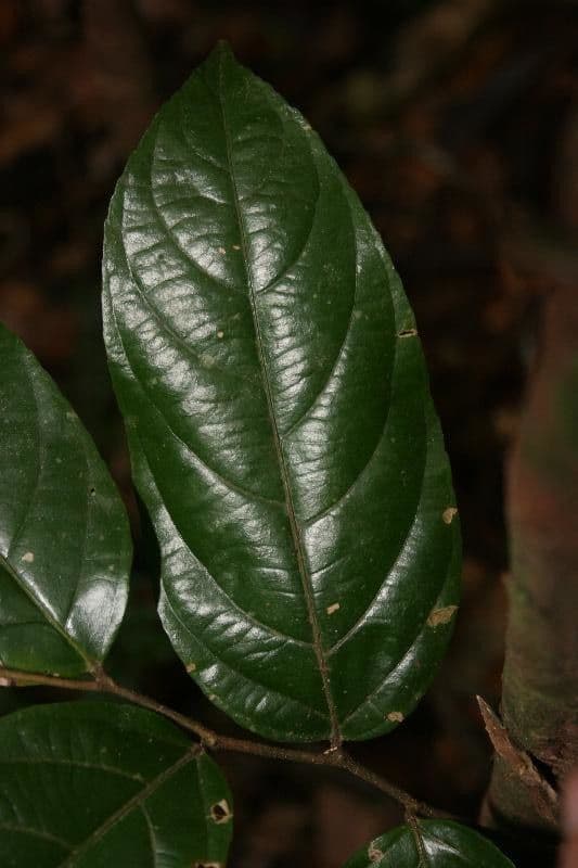 Ampelocera edentula 4