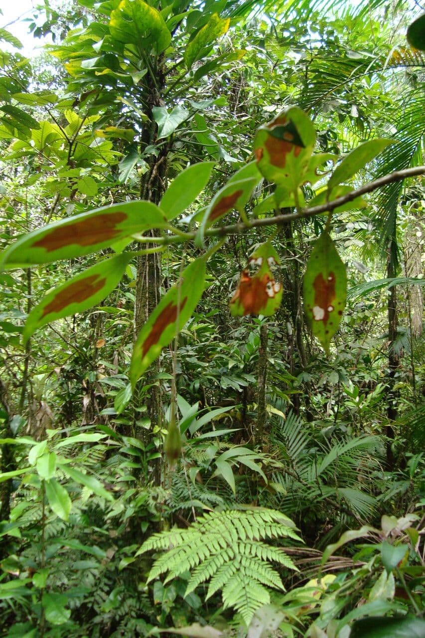 Nematanthus 2