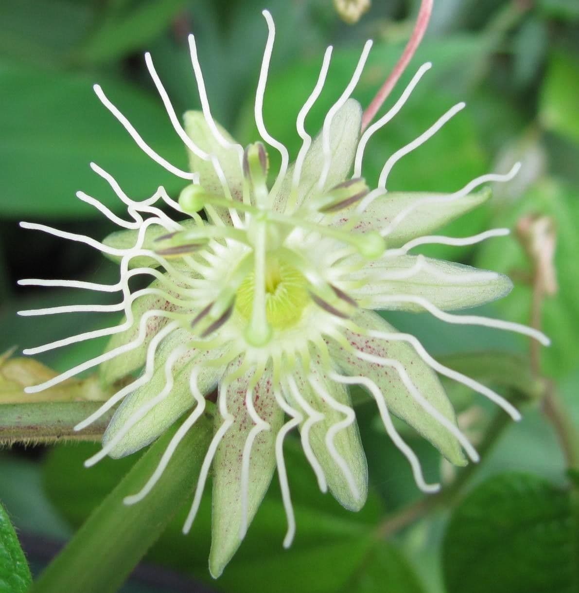 Passiflora 2