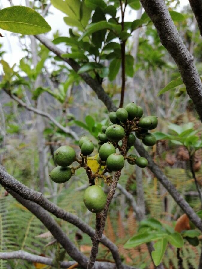 Doratoxylon apetalum 2
