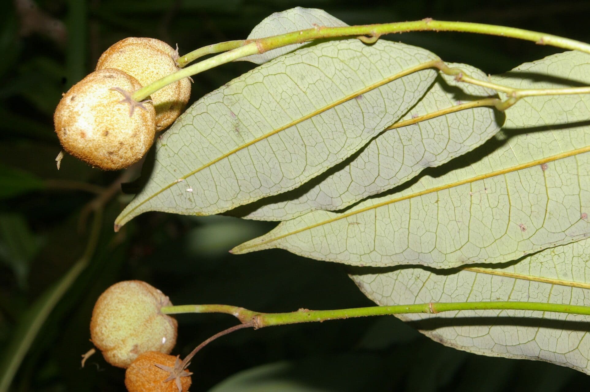 Mabea occidentale 2