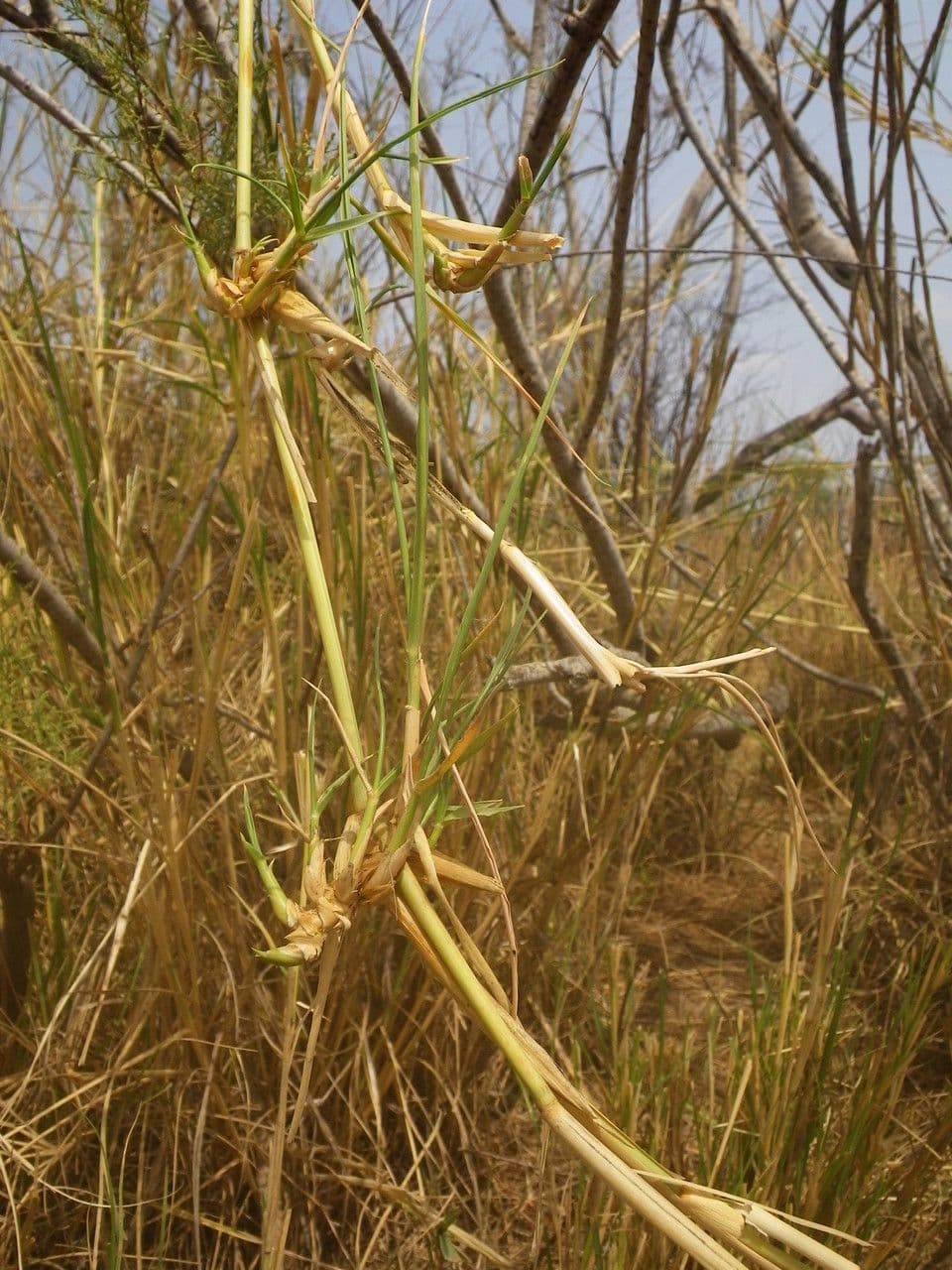 Sporobolus