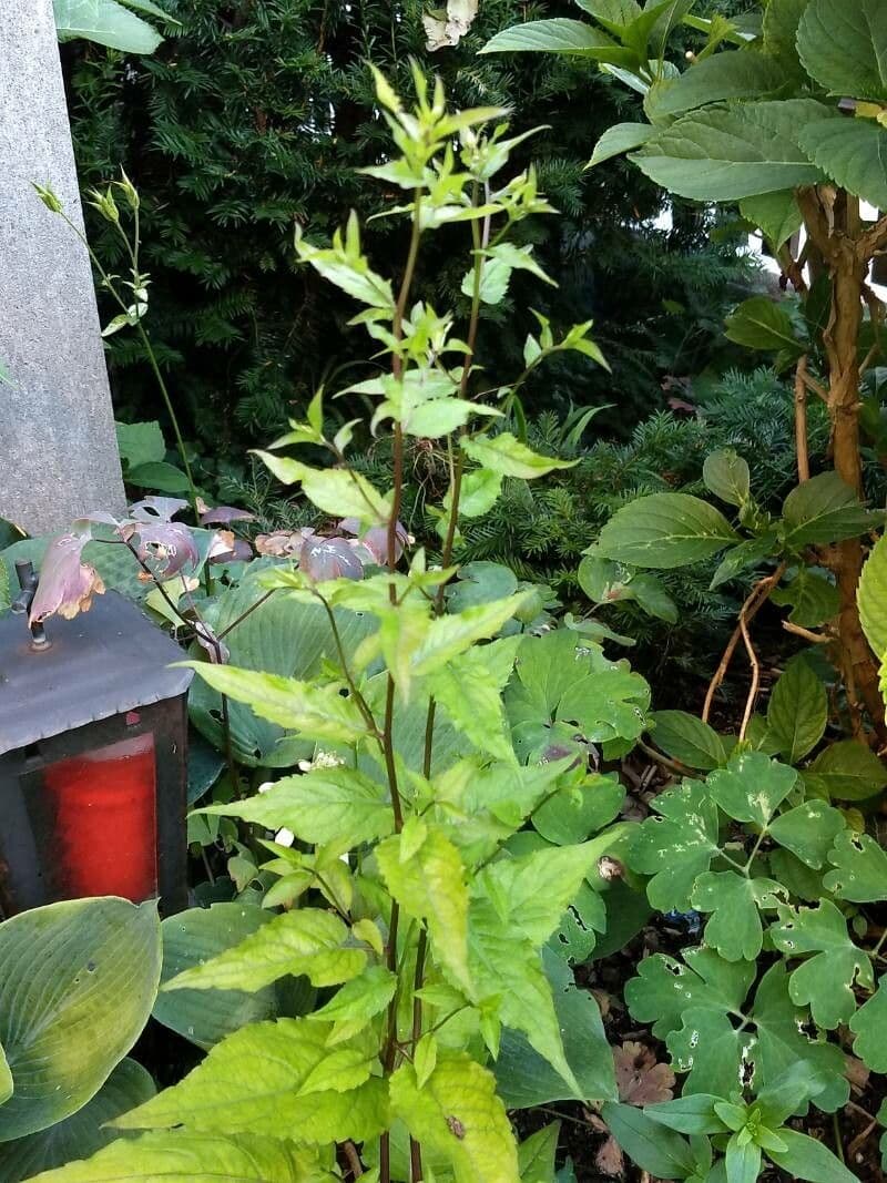 Aster divariqué 15