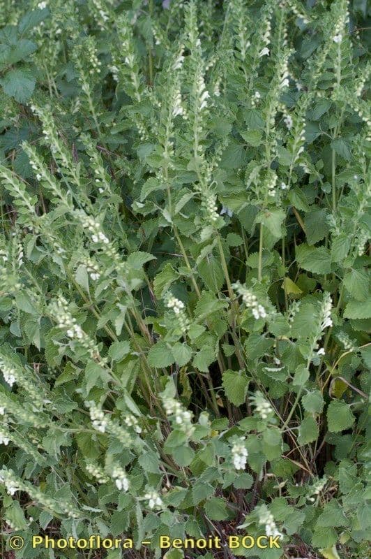 Scutellaria 8