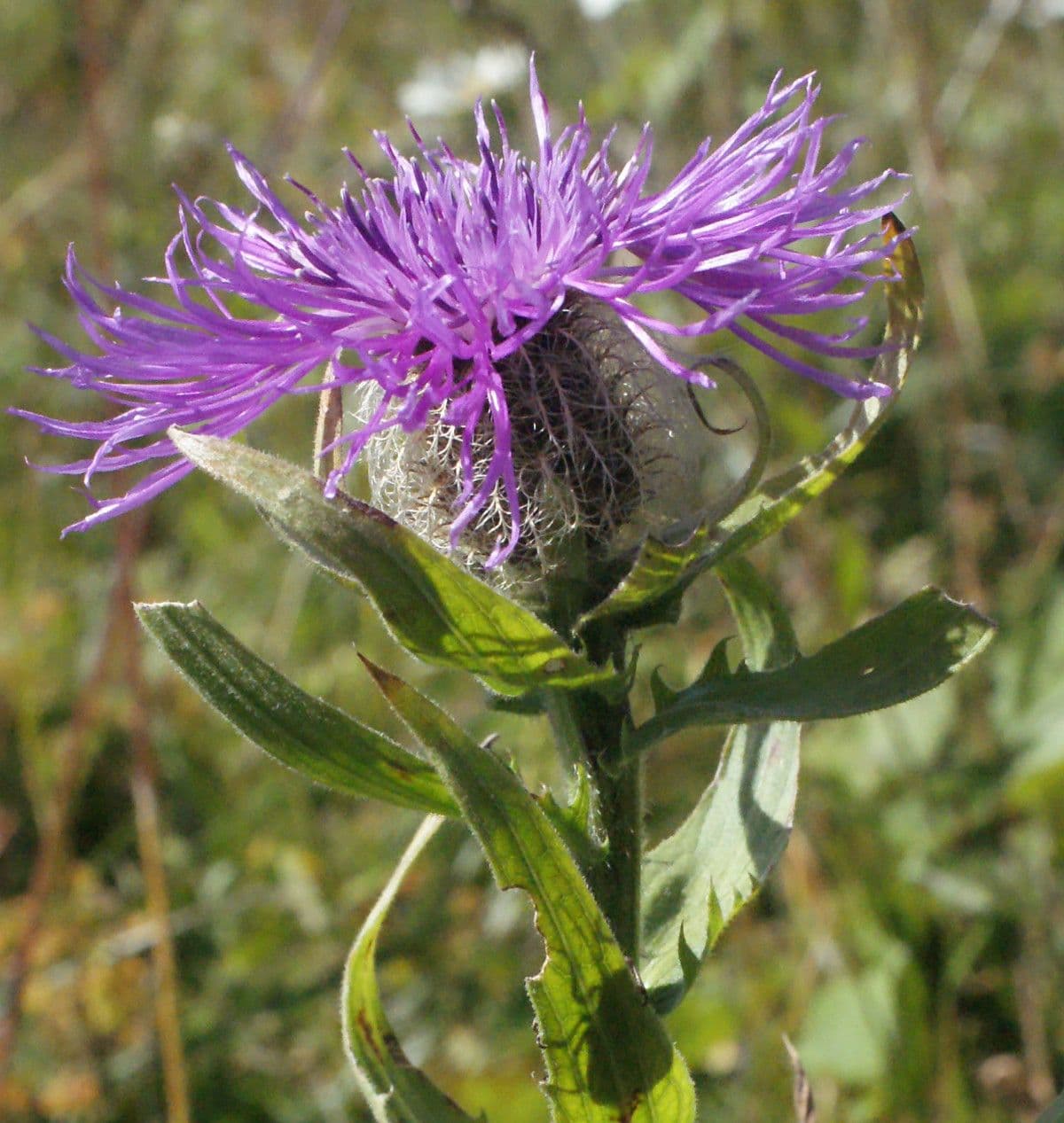 Einköpfige Flockenblume 12