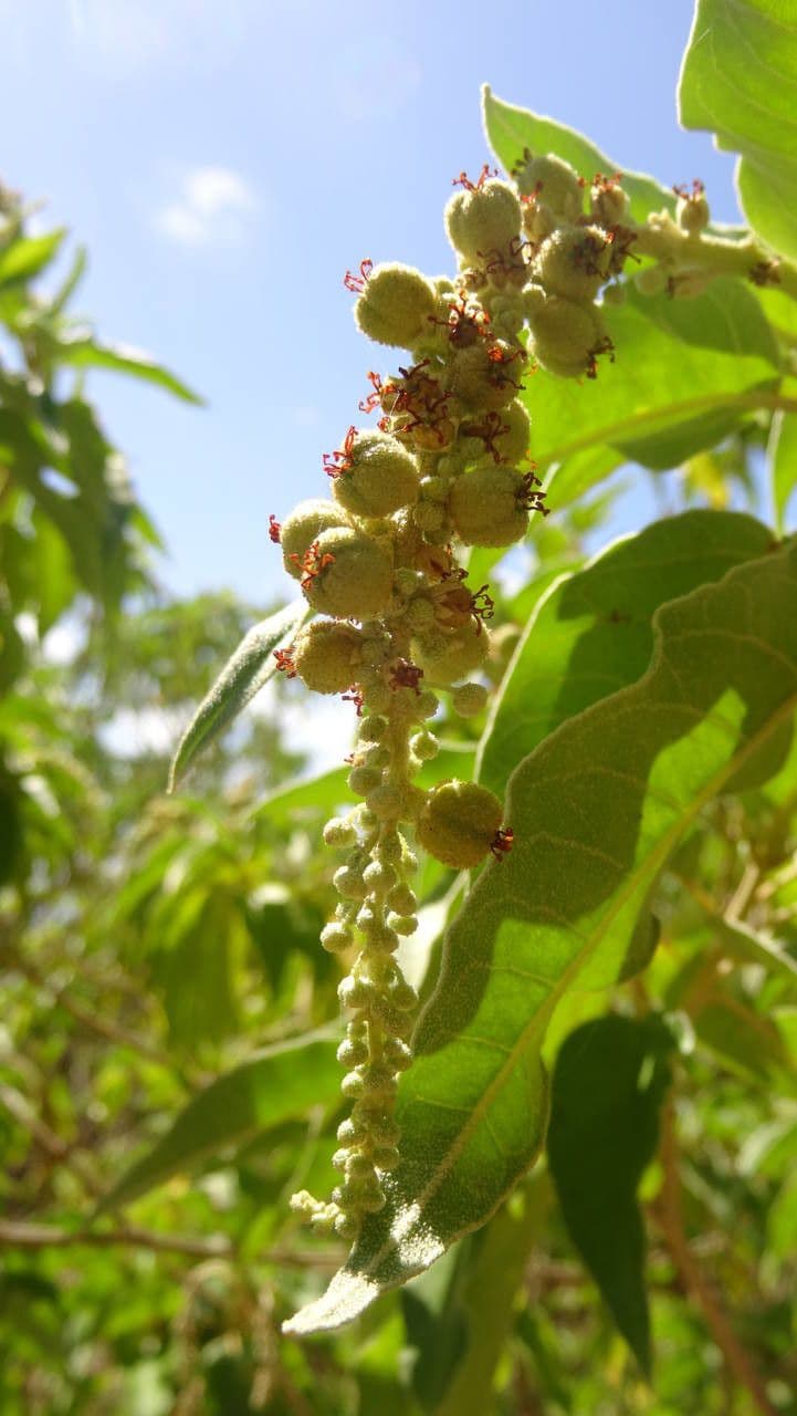 Croton giallo 2