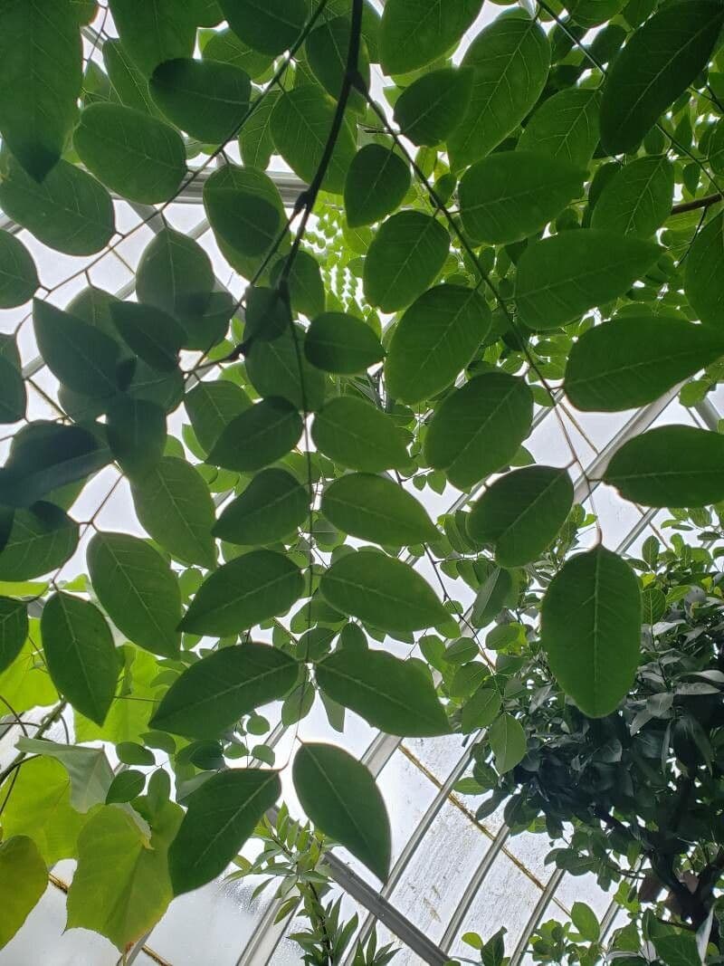 Dalbergia