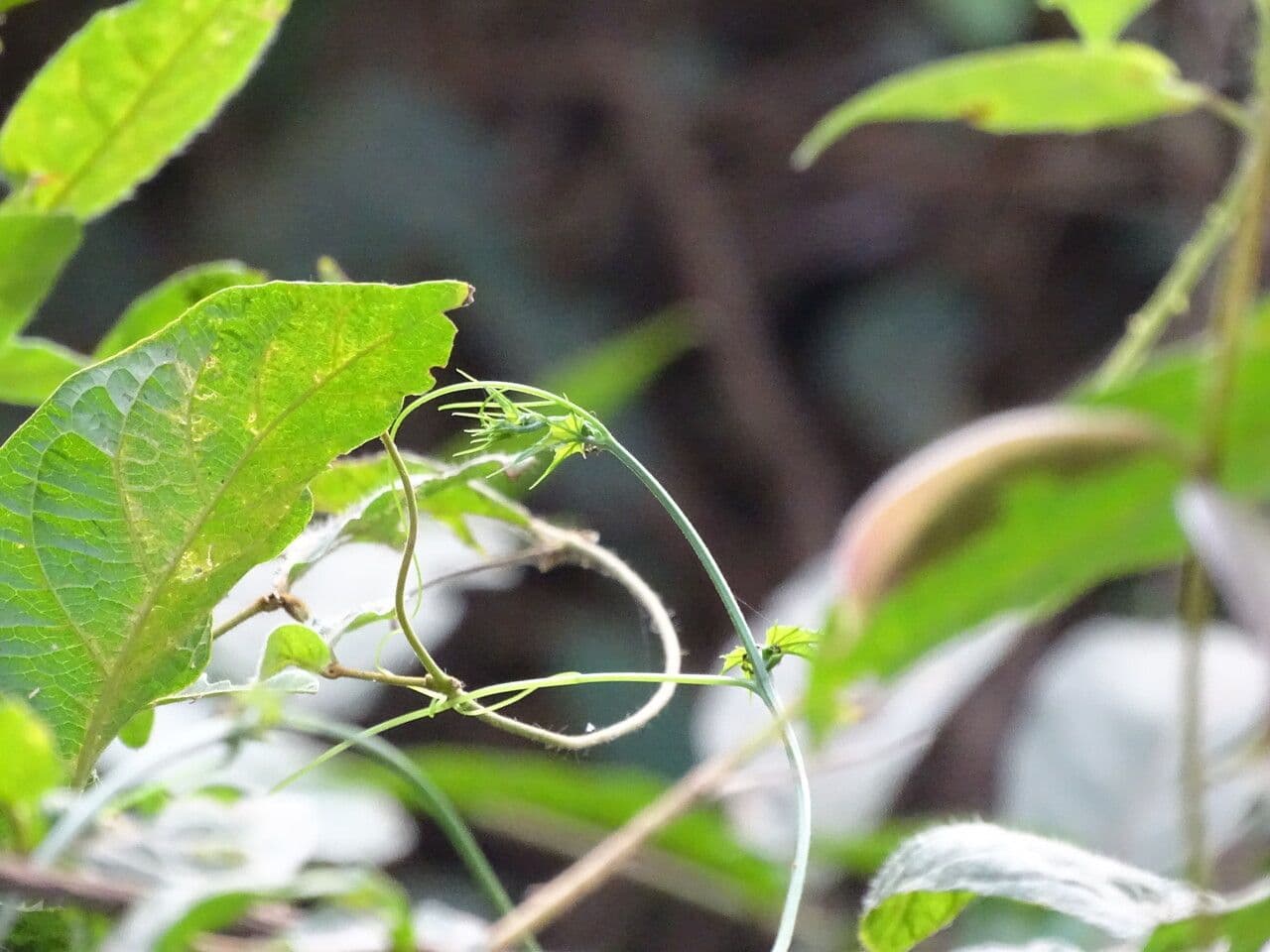 Cayaponia 5