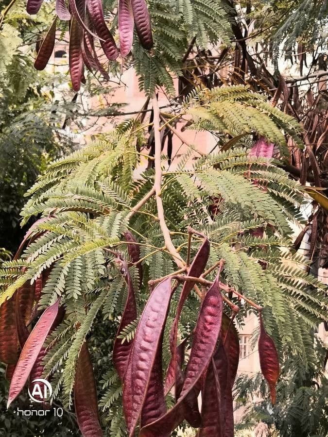 Leucaena 28