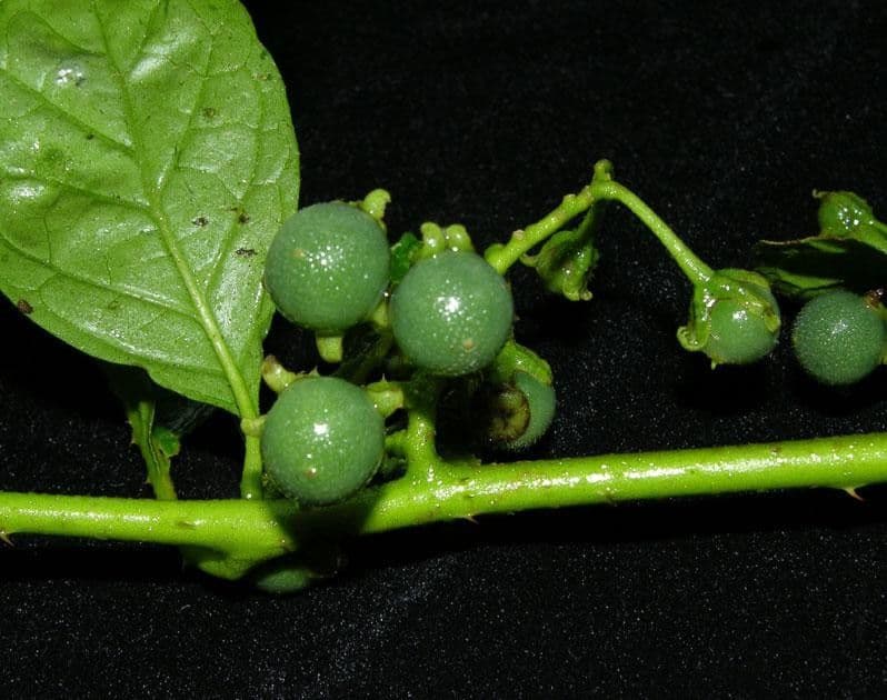 Solano