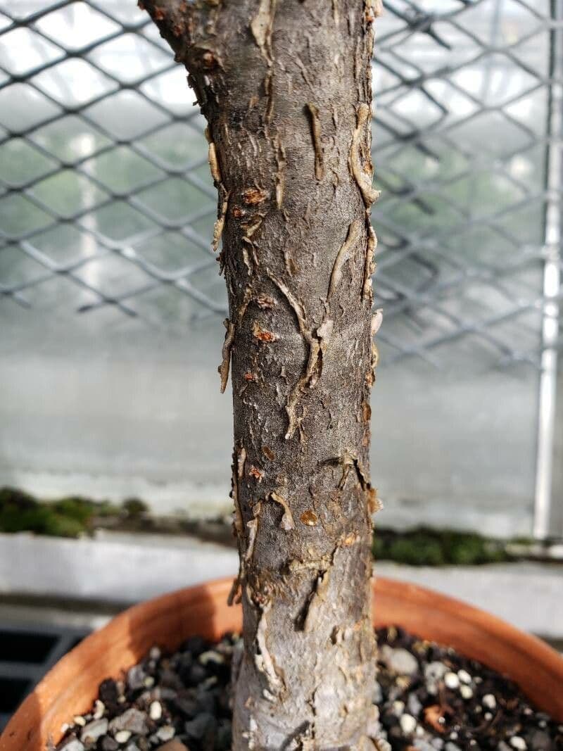 Commiphora 2