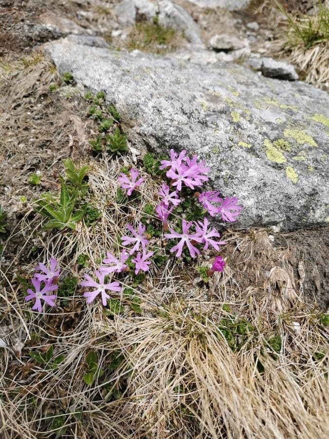 Primula