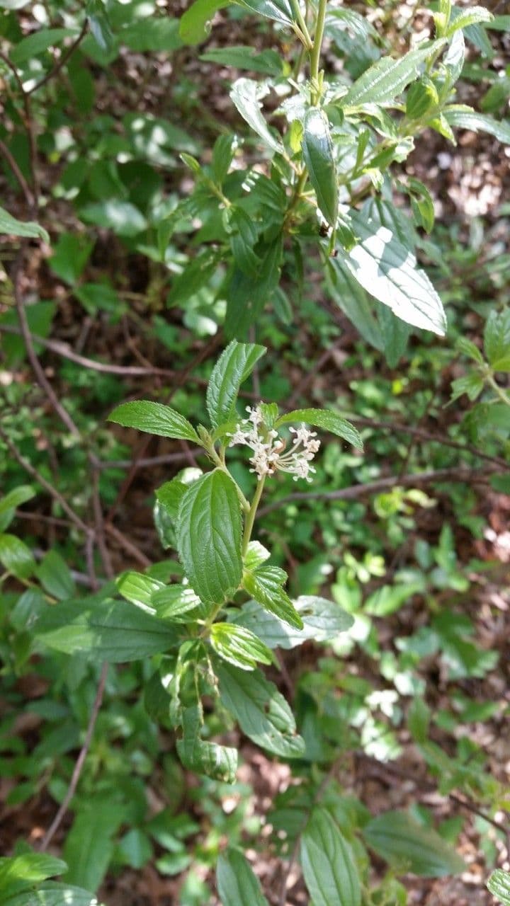 Ceanothus bylinný 9