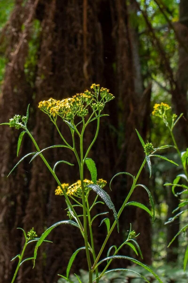 Senecio a foglie lineari 4