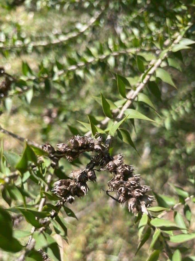 Melaleuca styphelioides 2