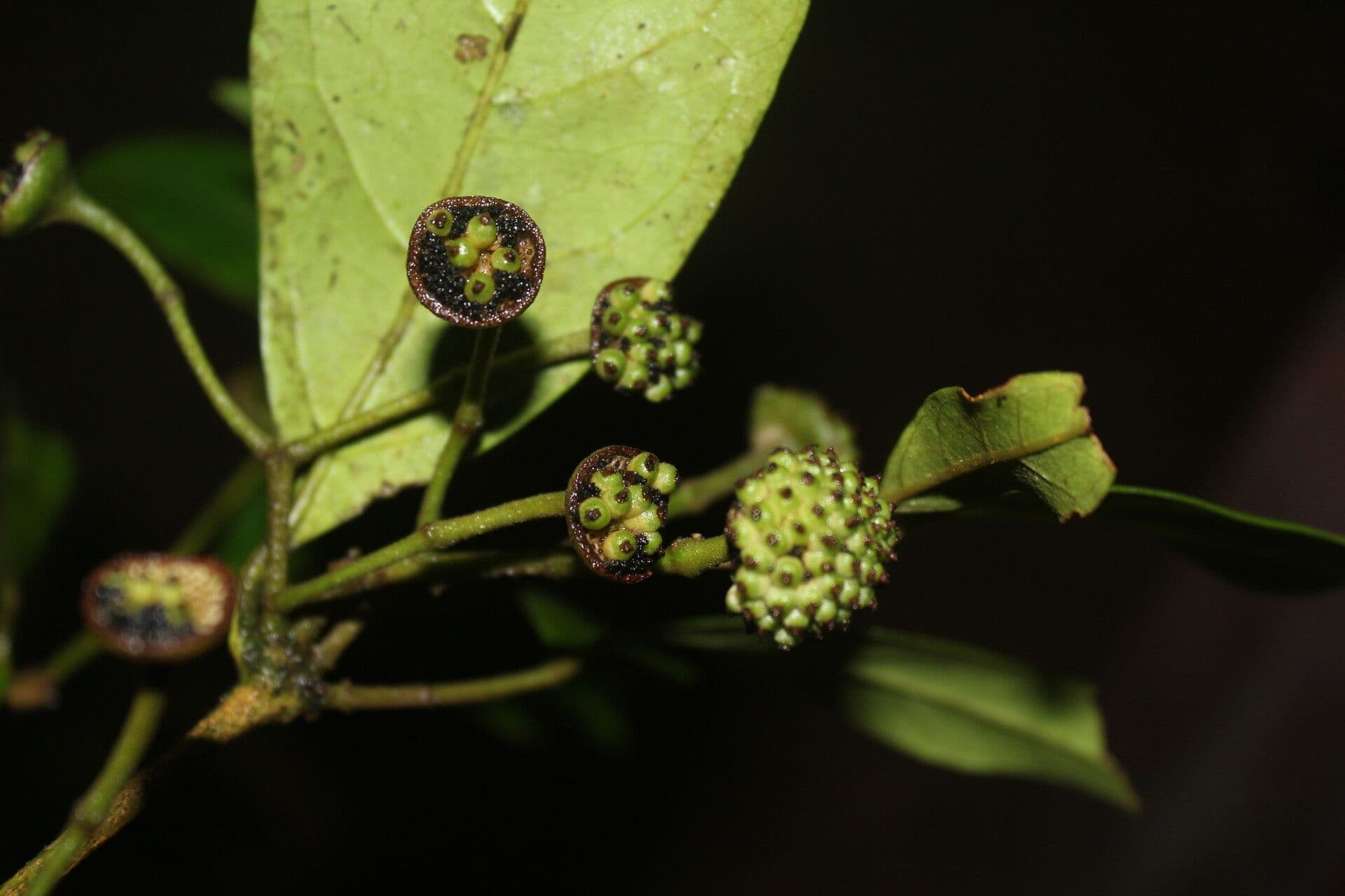 Mollinedia 3