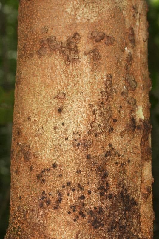 Inga