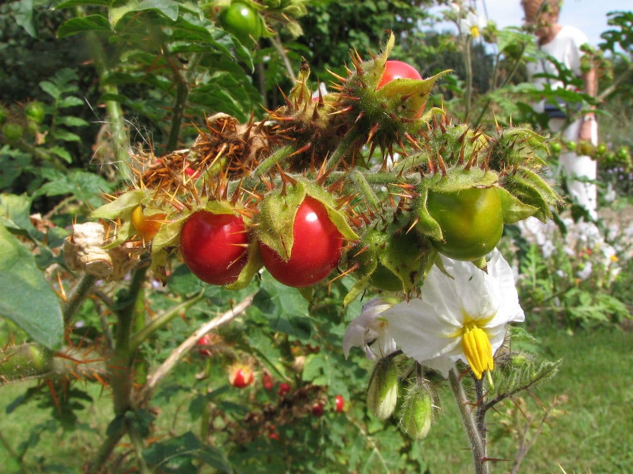 Zimbelkraut 28
