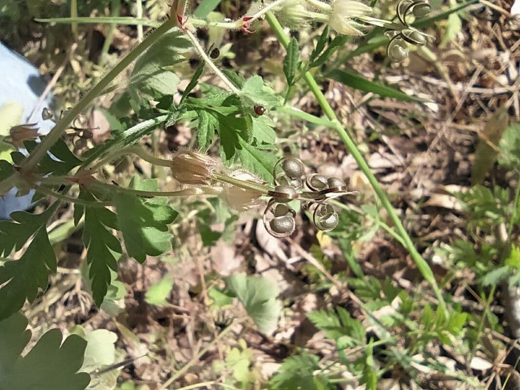 Geranium sibiricum 4