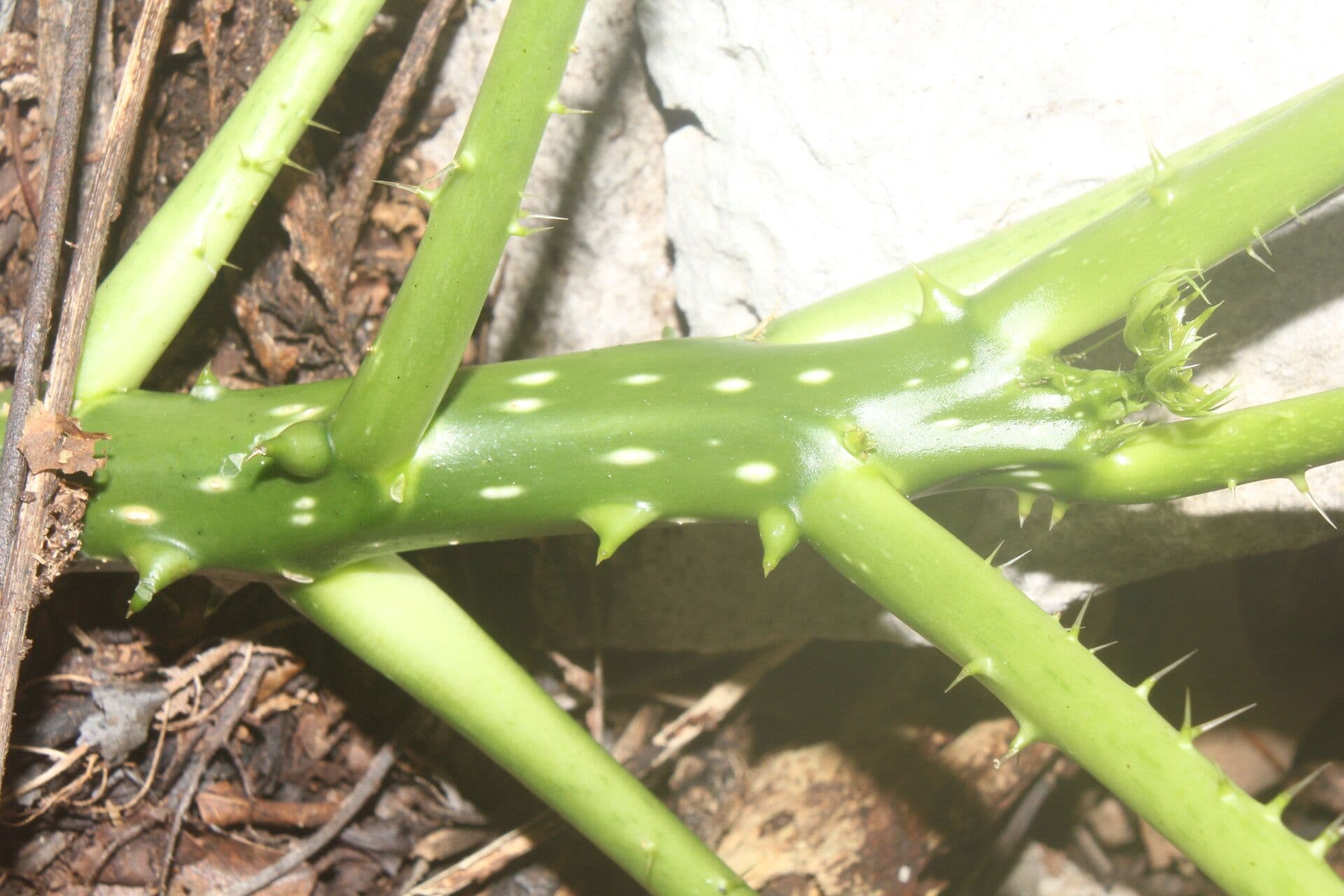 Cnidoscolus 11
