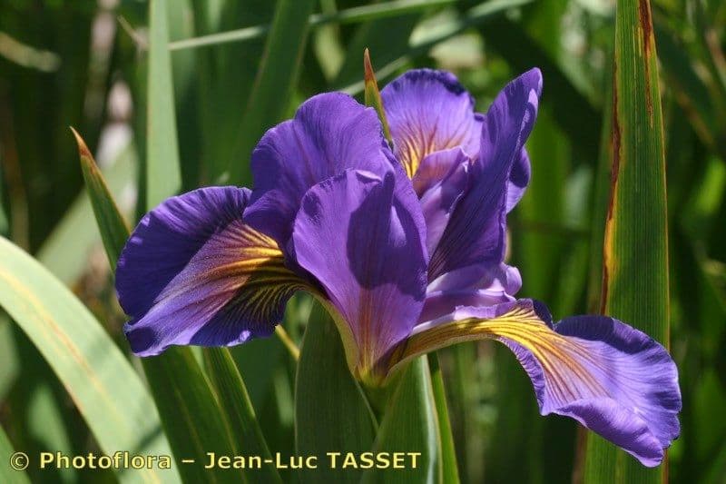 Iris spuria 17