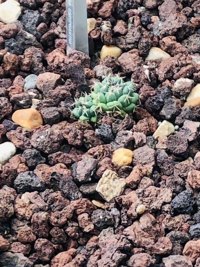 Cactus maiz-tablasensis