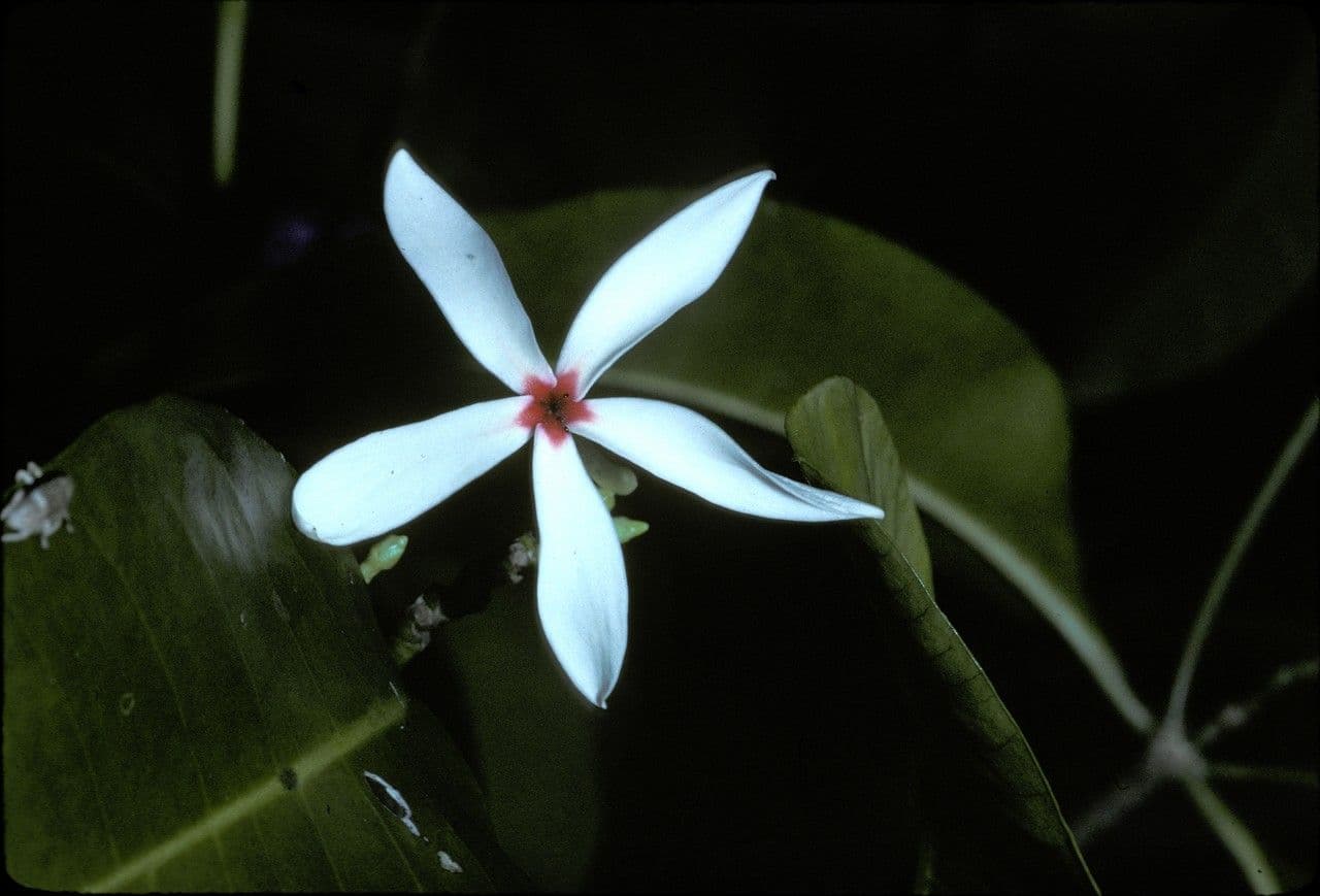 Kopsia 2