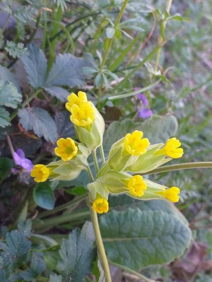 Primavera 8